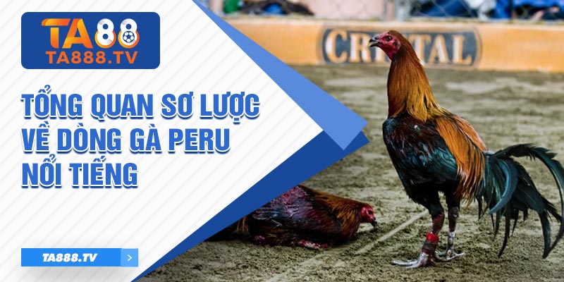 Tổng quan sơ lược về dòng gà Peru nổi tiếng